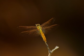 Golden Dragonfly