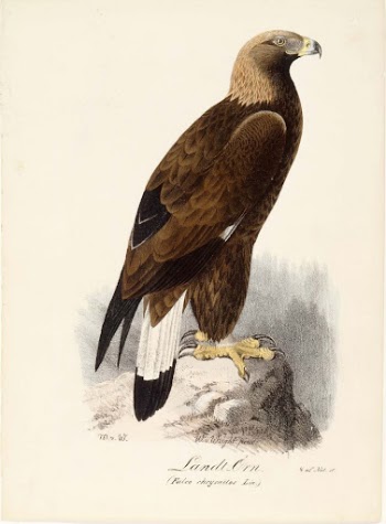 Golden eagle, 1829, Magnus von | Free Photo - rawpixel