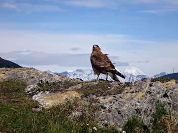 Golden Eagle Atop Mountain