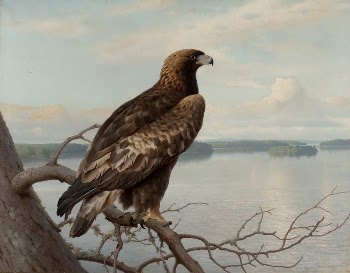 Golden eagle by a lake, | Free Photo - rawpixel