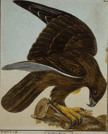 Golden Eagle, No. 2 (1789) | Free Photo - rawpixel