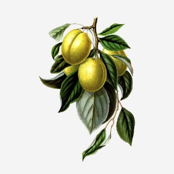 Golden esperen, mirabelle plum collage | Free Photo - rawpixel