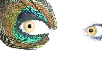 golden eyes peacock.jpg