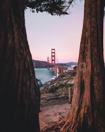 Golden Gate Bridge View from Between Trees