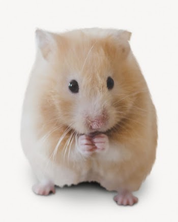 Golden hamster isolated on white, | Free PSD - rawpixel