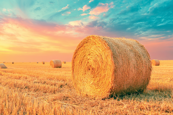 Golden Harvest Wheat Field at Sunset