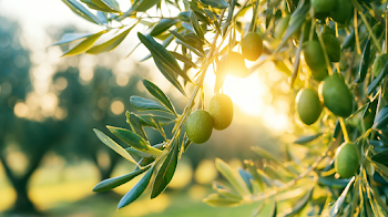 Golden Hour Olives on Slender Branches