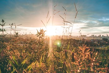 Golden Hour Photography of Grass Field