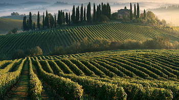 Golden Hour Vineyard Landscape