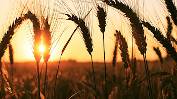 Golden Hour Wheat Silhouette