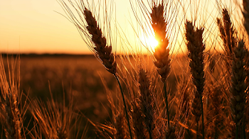 Golden Hour Wheat Stalks in Silhouette