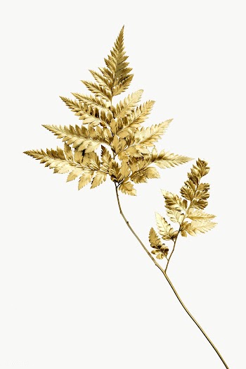 Golden leatherleaf fern plant transparent png | Free  transparent png - 2230576