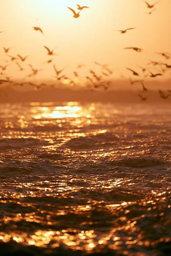 Golden Ocean Sunset with Bird Silhouettes