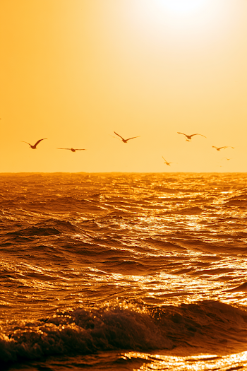Golden Ocean with Bird Silhouettes
