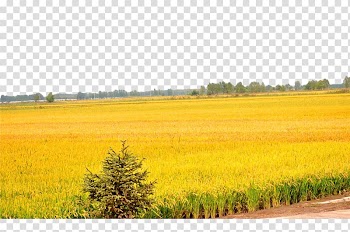Golden paddy field transparent background PNG clipart