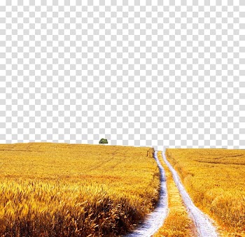 Golden paddy field transparent background PNG clipart