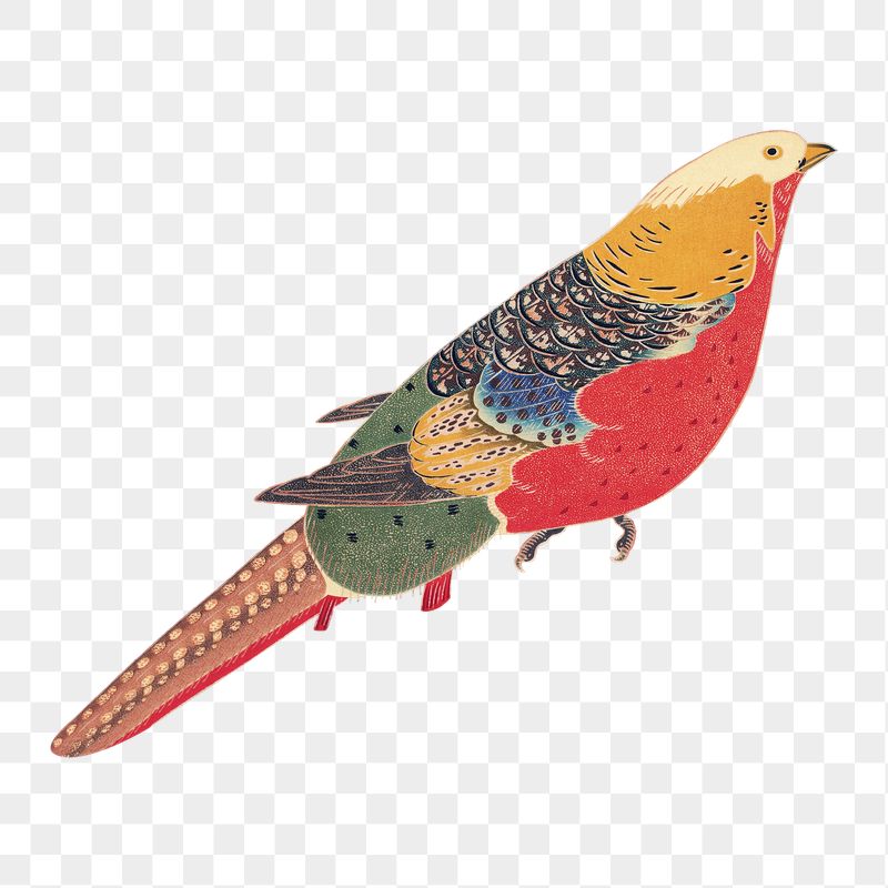 Golden Pheasant png sticker, Ito | Free PNG - rawpixel