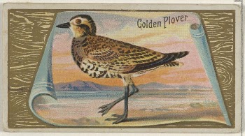 Golden Plover, from the Game | Free Photo - rawpixel