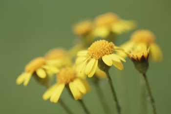 Golden Ragwort flower background. Free | Free Photo - rawpixel
