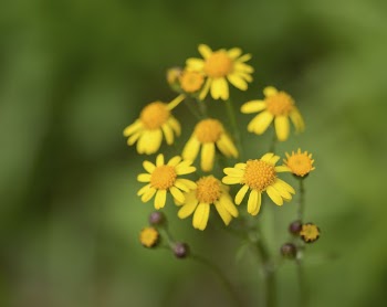 Golden Ragwort flower. Free public | Free Photo - rawpixel