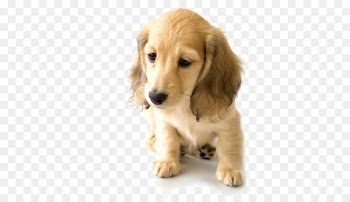 Golden Retriever Dachshund Puppy World Animal Day Pet - Sad Golden Retriever puppy 