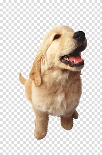 Golden Retriever Dalmatian dog Puppy Dog crate Kitten, Cute dog ...