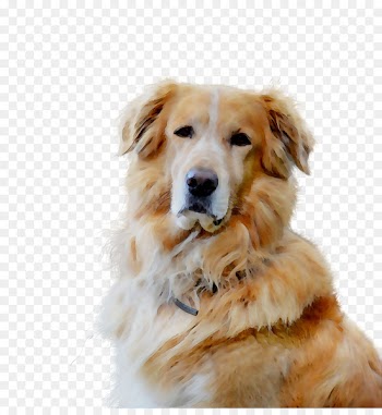 Golden Retriever Dog breed Companion dog Gun dog -  