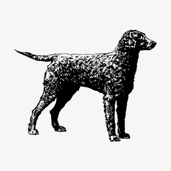 Golden retriever dog clipart, vintage | Free Vector - rawpixel