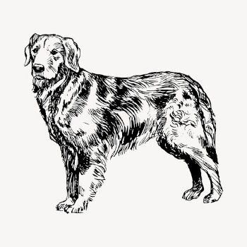 Golden retriever dog drawing, hand | Free Vector - rawpixel