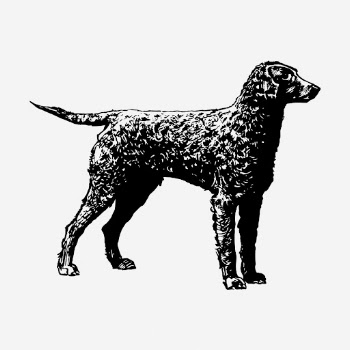 Golden retriever dog drawing, vintage | Free Photo - rawpixel