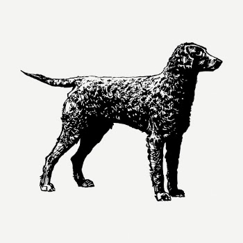 Golden retriever dog drawing, vintage | Free PSD - rawpixel