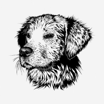 Golden Retriever dog hand drawn | Free Photo - rawpixel