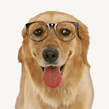 Golden retriever dog, isolated animal | Free PSD - rawpixel