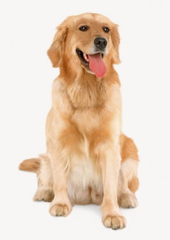 Golden Retriever dog isolated on white, | Free PSD - rawpixel