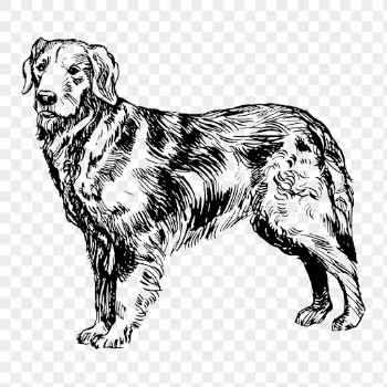 Golden retriever dog png drawing, | Free PNG - rawpixel