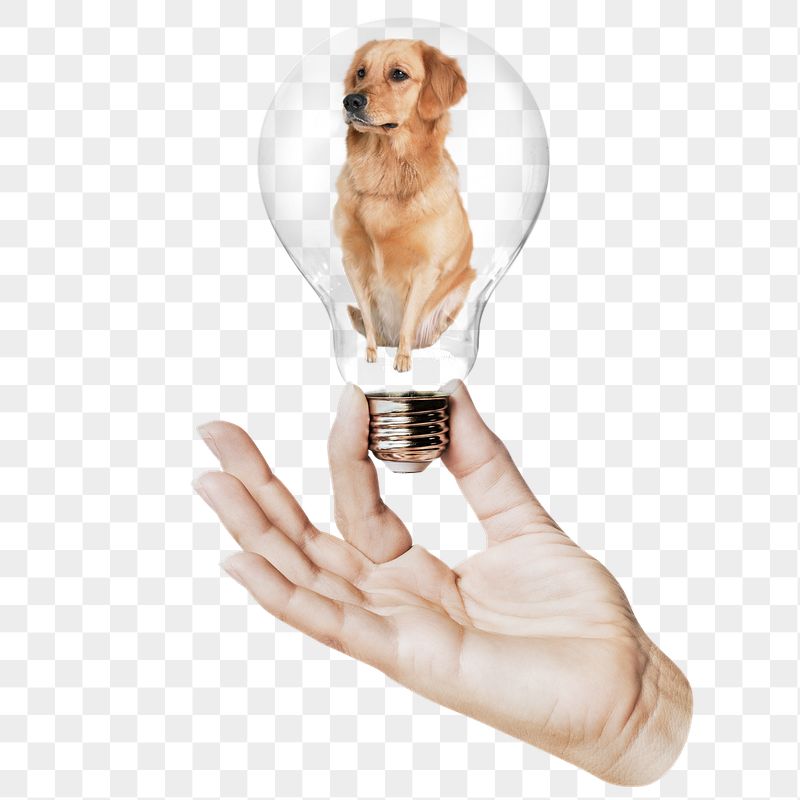 Golden Retriever dog png sticker, | Free PNG - rawpixel