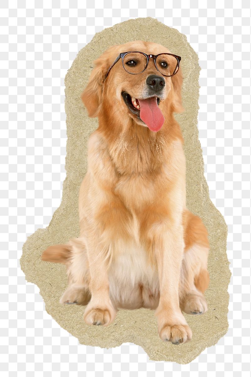 Golden Retriever dog png sticker, | Free PNG - rawpixel