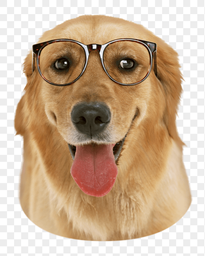 Golden retriever dog png sticker, | Free PNG - rawpixel
