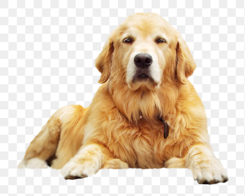 Golden retriever dog png sticker, | Free PNG - rawpixel
