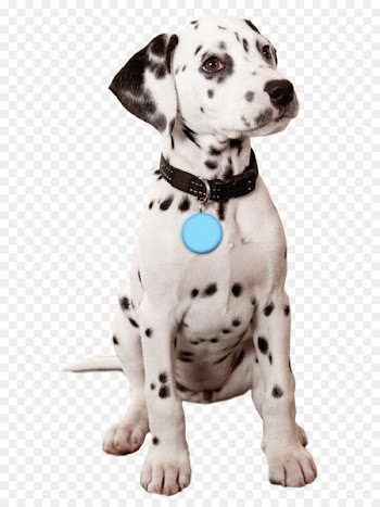 Golden Retriever French Bulldog Dalmatian dog Puppy Valentine's Day - cane 