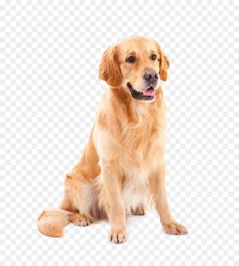 Golden Retriever Goldendoodle Yorkshire Terrier Shih Tzu Poodle - Pet dog golden hair 