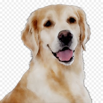 Golden Retriever Labrador Retriever Dog breed Companion dog -  