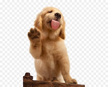 Golden Retriever Labrador Retriever Flat-Coated Retriever Puppy Cat - Brown dog 