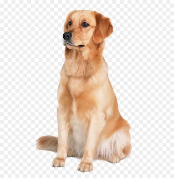 Golden Retriever Labrador Retriever Labradoodle Puppy Cat - Golden Retriever dog 