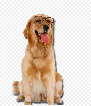 Golden Retriever Labrador Retriever Puppy Cat Pet - Golden Retriever dog wearing glasses 