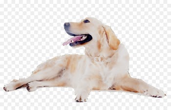 Golden Retriever Labrador Retriever Puppy Dog breed Companion dog -  