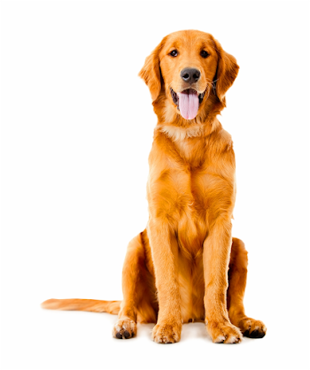 Golden Retriever Labrador Retriever Puppy Dog Breed - Golden ...