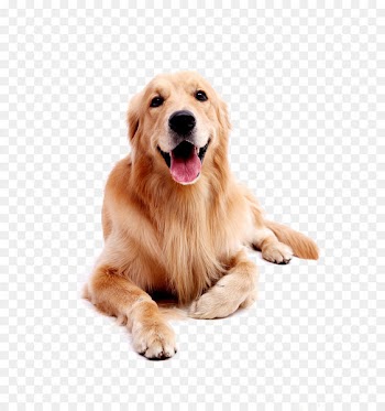 Golden Retriever Labrador Retriever Puppy - Dog pet Golden Retriever 
