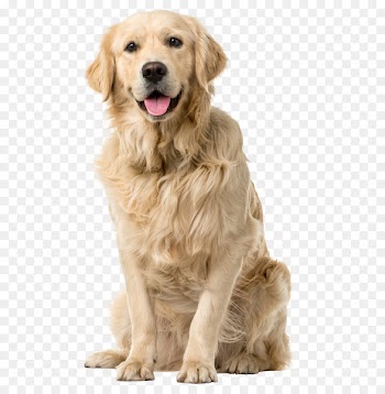 Golden Retriever Labrador Retriever Puppy Pet sitting Tweed Water Spaniel - golden dogs word 