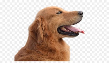 Golden Retriever, Nova Scotia Duck Tolling Retriever, Irish Setter, Dog, Vertebrate PNG